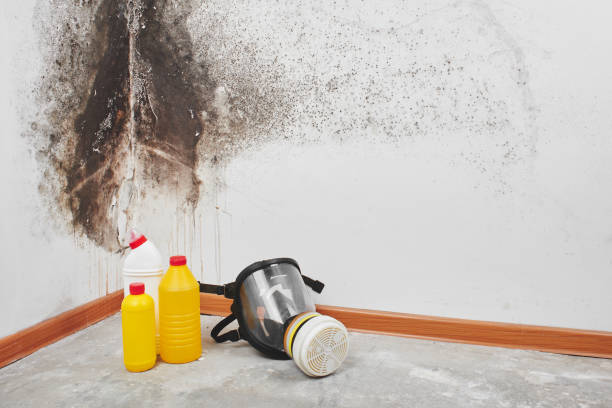 Crawl Space Mold Removal in Bronx, NY