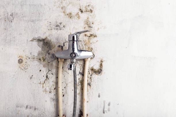Best Mold Testing  in Bronx, NY