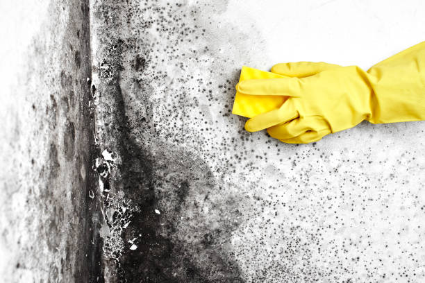 Best Crawl Space Mold Removal  in Bronx, NY