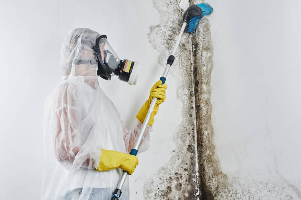 Office Mold Removal Services in Bronx, NY