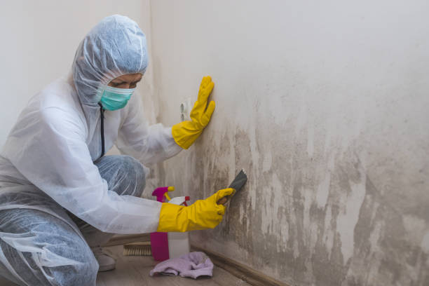 Best Toxic Mold Removal  in Bronx, NY