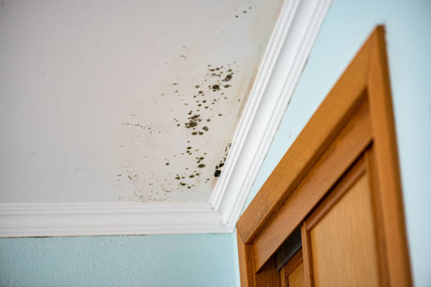 Best Emergency Mold Removal  in Bronx, NY